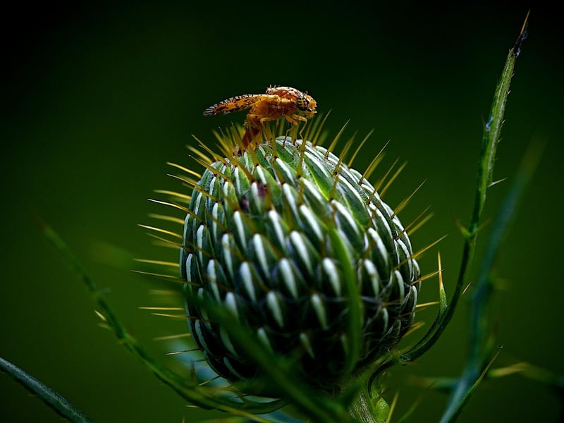 Garden Pest